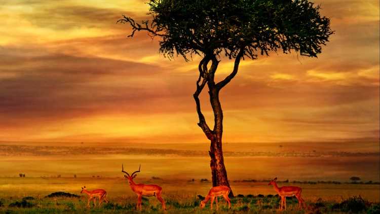 Landschaft des Kruger Nationalparks im Sonnenuntergang
