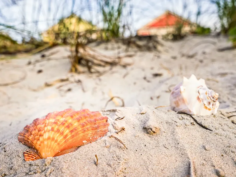 Myrtle Beach, South Carolina, USA. Muscheln und Sanddünen mit grasbewachsenem Hintergrund. Myrtle Beach, South Carolina, USA.