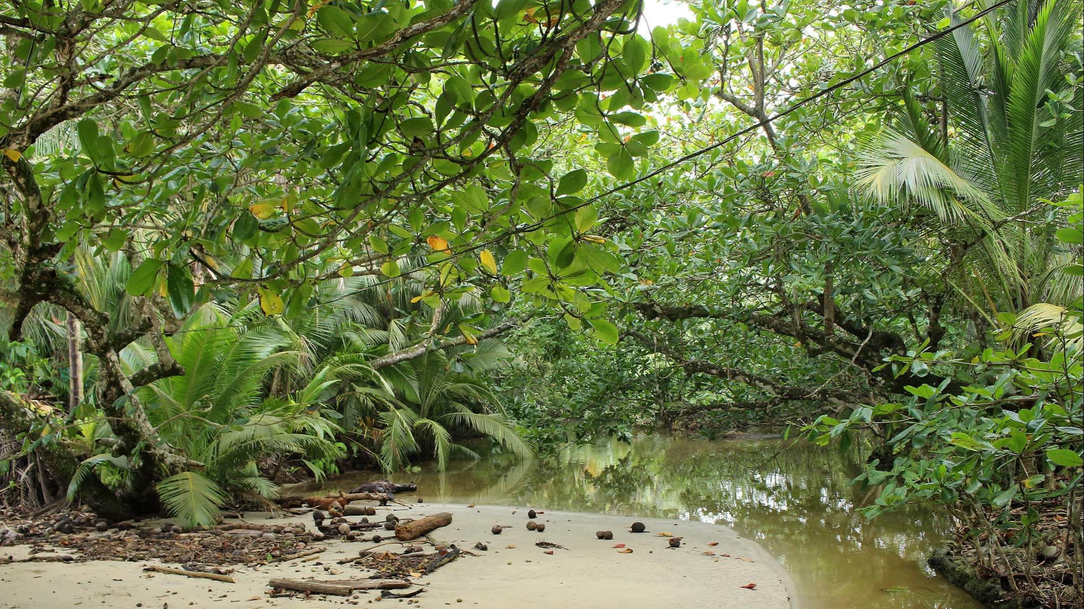 Banc de sable entouré de plantes vertes dans le parc national de Cahuita