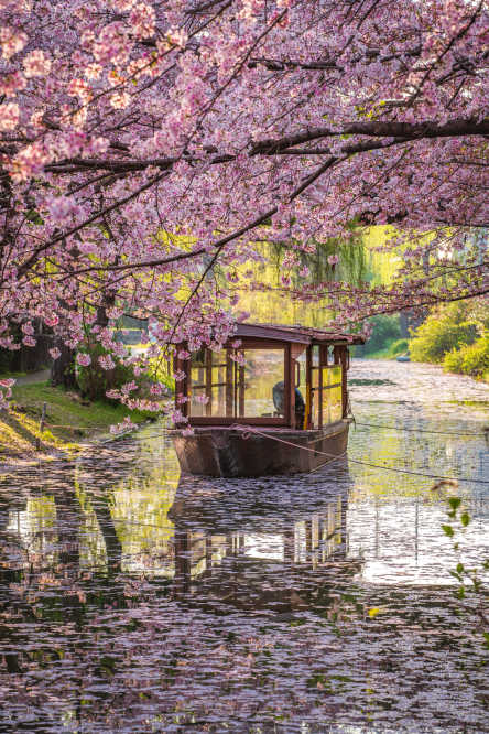 Kirschblütenfest in Japan