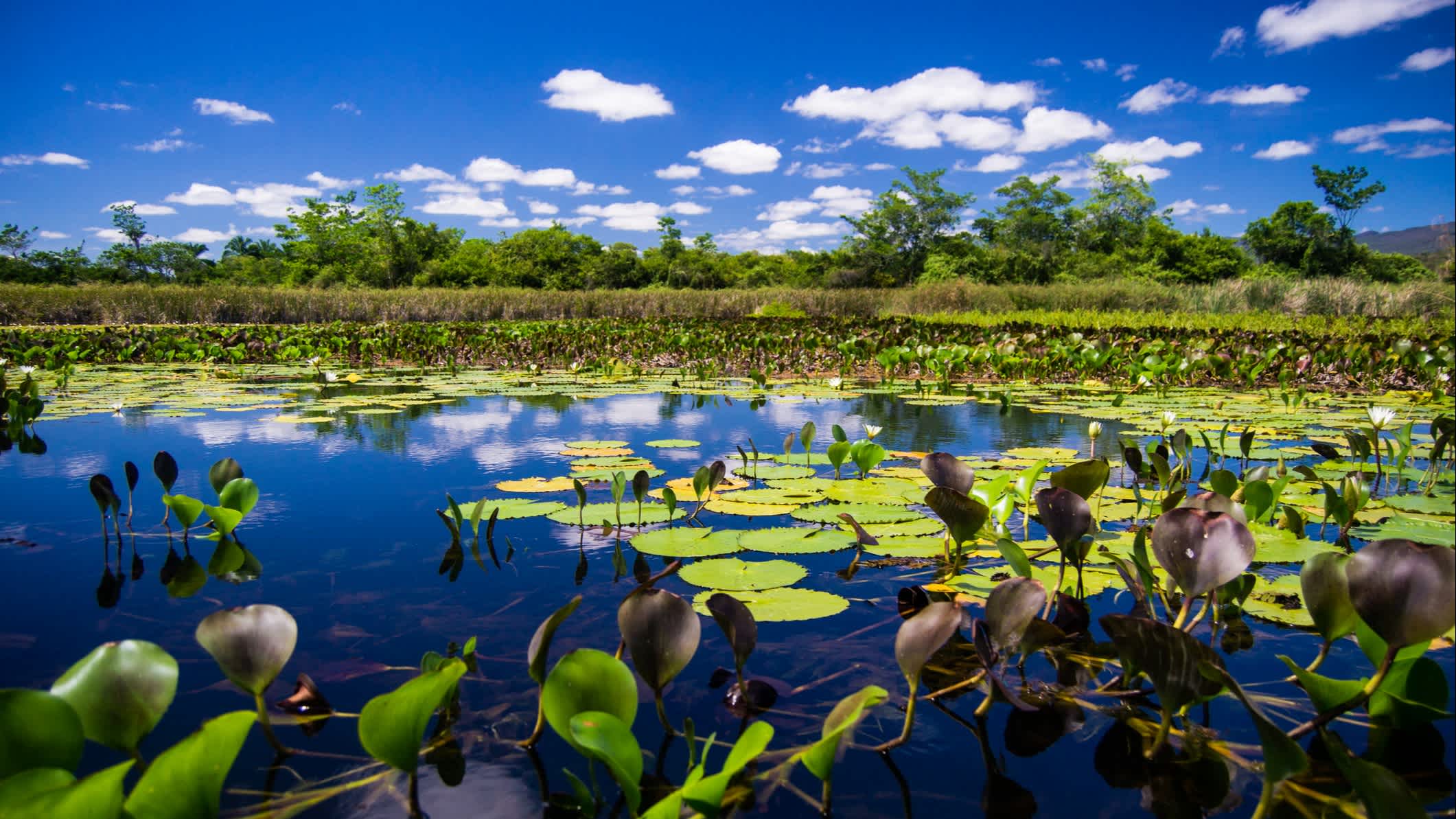 Marimbus du Pantanal - Bahia, Brésil