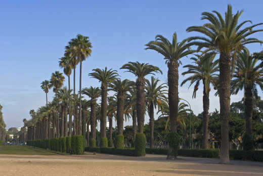Palmiers dans le parc de la Ligue Arabe à Casablanca, au Maroc