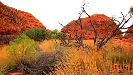 Kings Canyon im roten Zentrum Australien