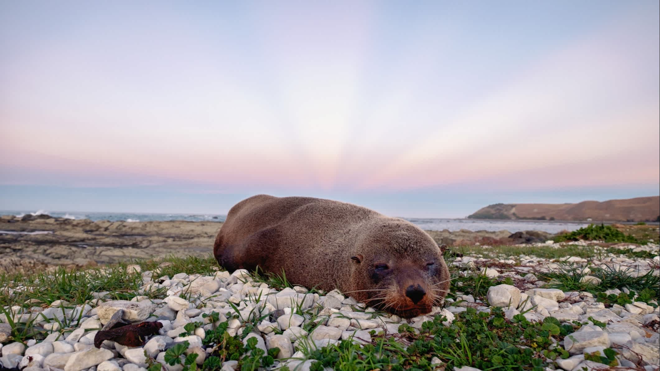 Kaikoura - ein Tierparadies in Neuseeland