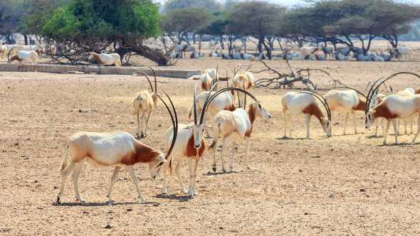 Oryx-Antilopen auf der Sir Bani Yas Insel in den Vereinigten Arabischen Emiraten