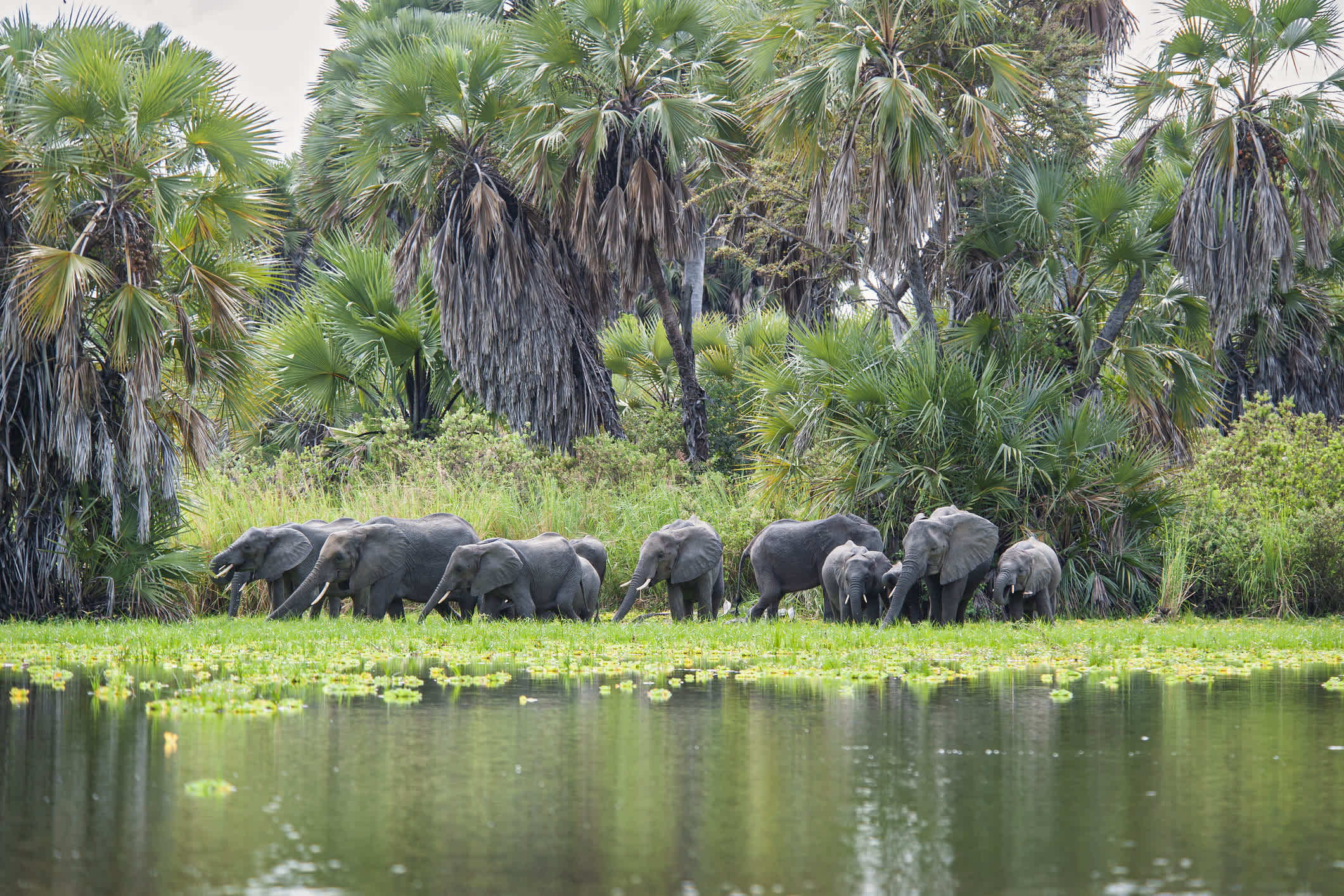 Eine große Herde afrikanischer Elefanten (Loxodonta) nähert sich dem Ufer des Manze-Sees, um Wasser zu trinken. Fotografiert in Wildtieren am Lake Manze, Selous Game Reserve, Südtansania.