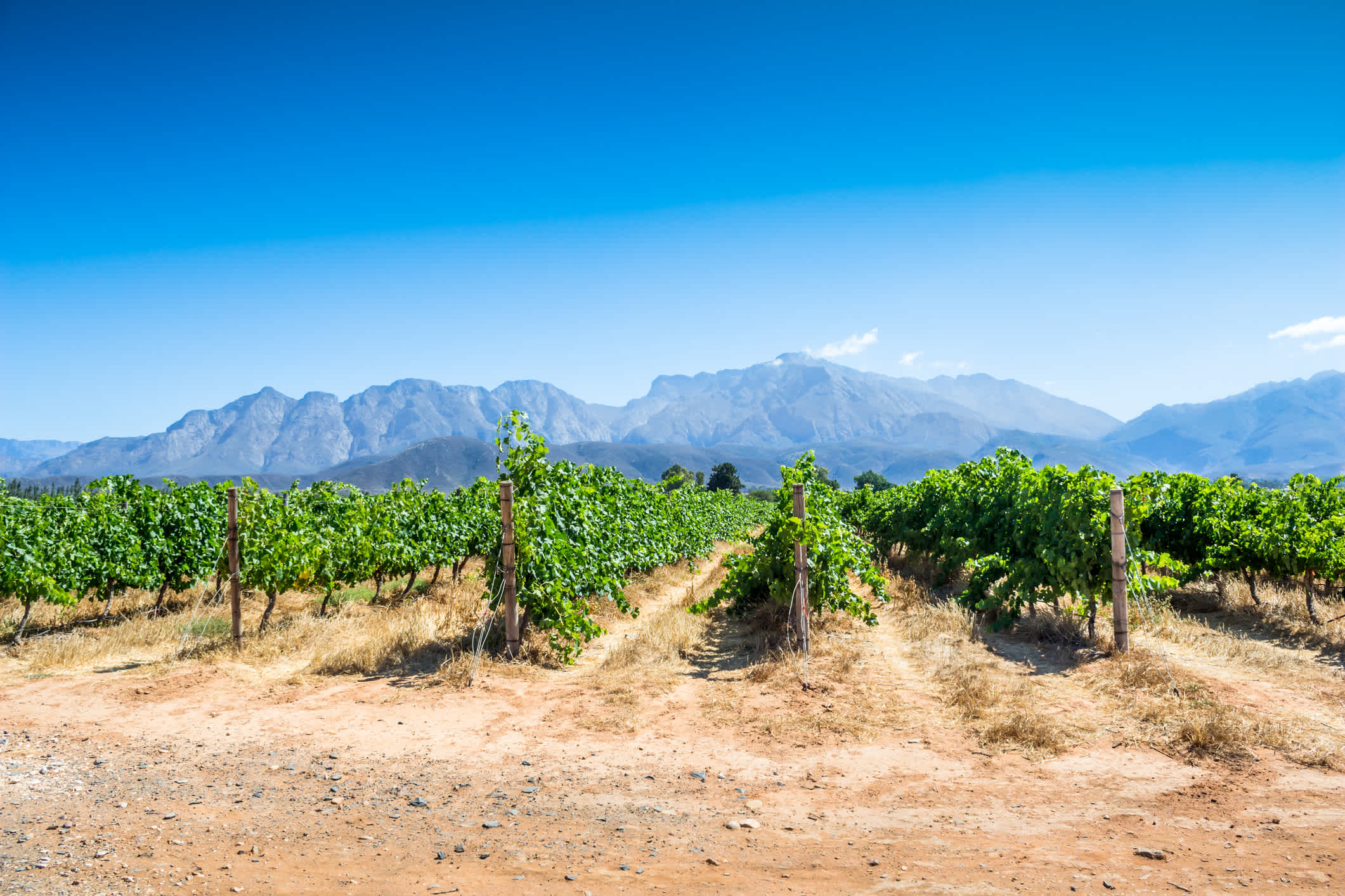 Vignes sous un ciel bleu et dégagé, avec les montagnes en arrière-plan, au Cap-Occidental, Afrique du Sud