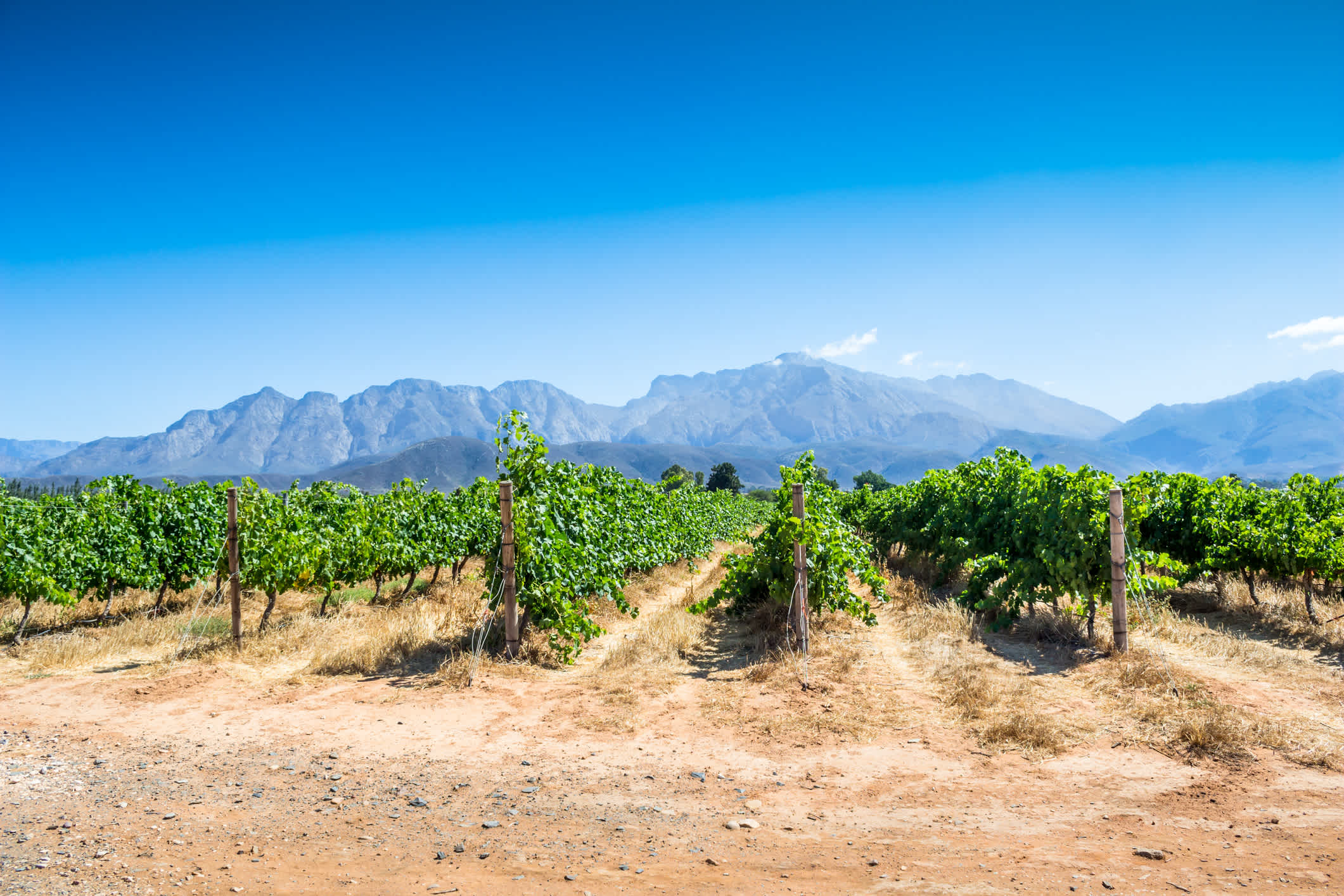 Weinreben an einem heißen Sommertag in Westkap, Südafrika