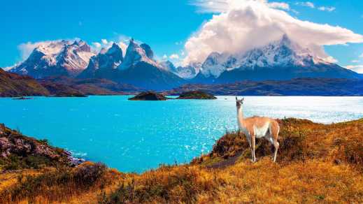 Alpaga devant un lac cristallin et un décor de montagne