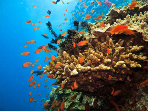 Magnifique photo sous-marine d'une partie de la Grande Barrière de Corail que vous pourrez découvrir lors d'une sortie en plongée pendant votre voyage en Australie.