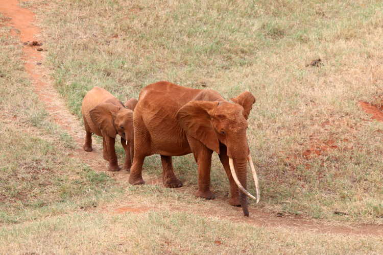 Eléphants rouges au Kenya, vus lors d'un safari.