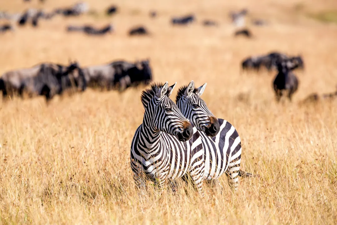 Zwei Zebras stehen nebeneinander in goldener Savanne, weitere Tiere sind unscharf im Hintergrund zu sehen.