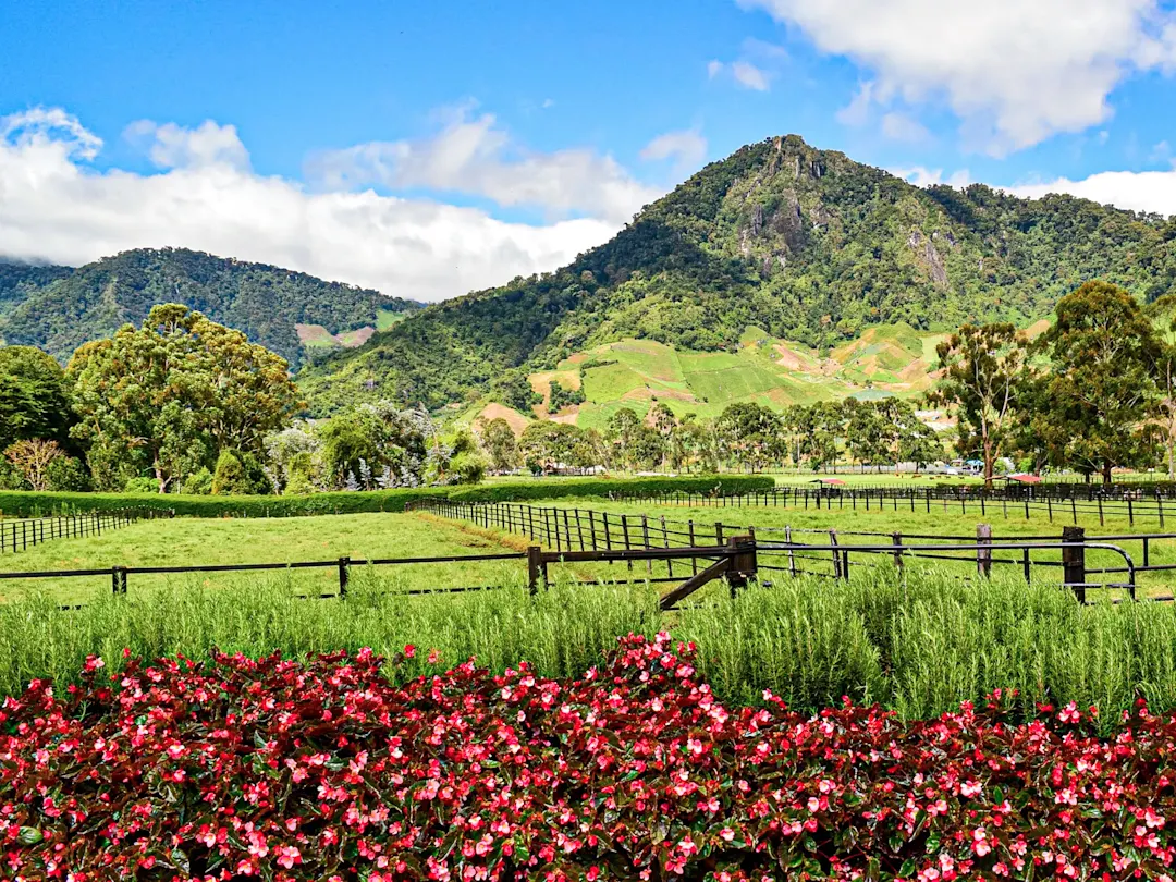 Bunter Blumengarten vor grünen Bergen, malerische Landschaft - Boquete, Chiriquí, Panama.
