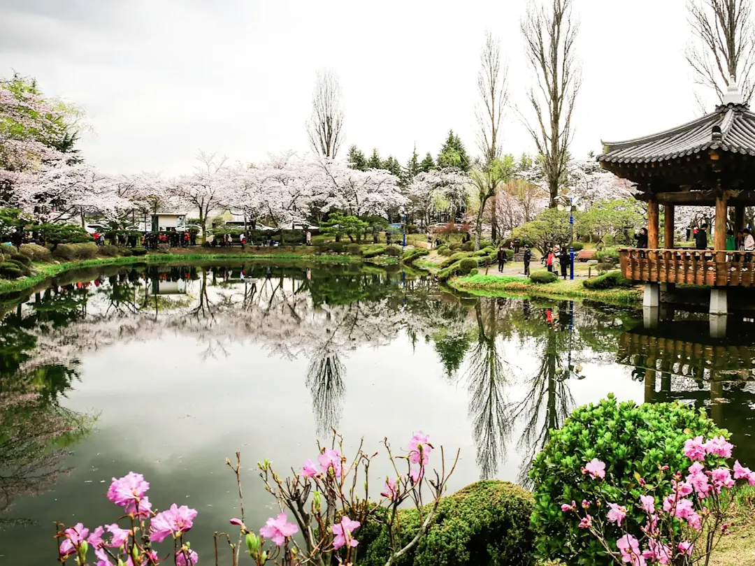 Blühender Garten mit Kirschbäumen und Pavillon. Bomunjeong, Anapji-Teich, Gyeongju, Südkorea.