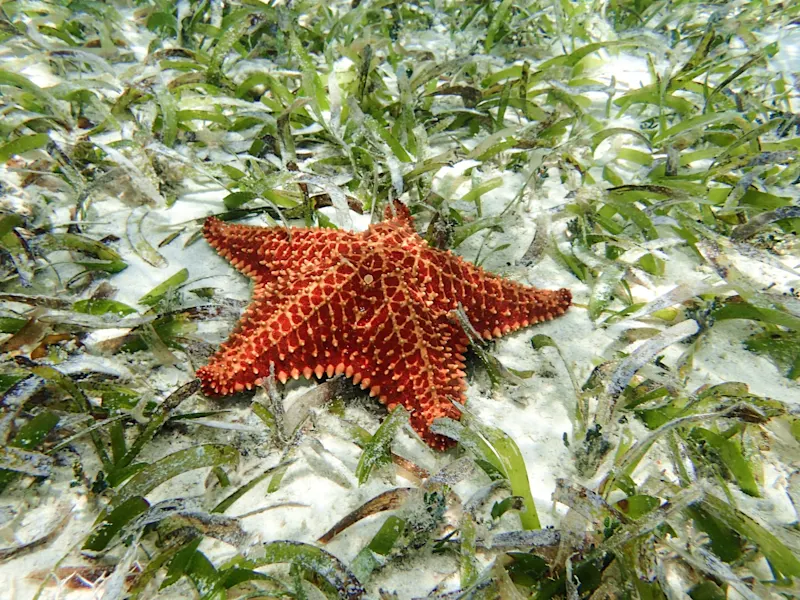 San Blas, Guna Yala, Panama Nahaufnahme eines roten Seesterns auf Seegras unter klarem Wasser. San Blas, Guna Yala, Panama.