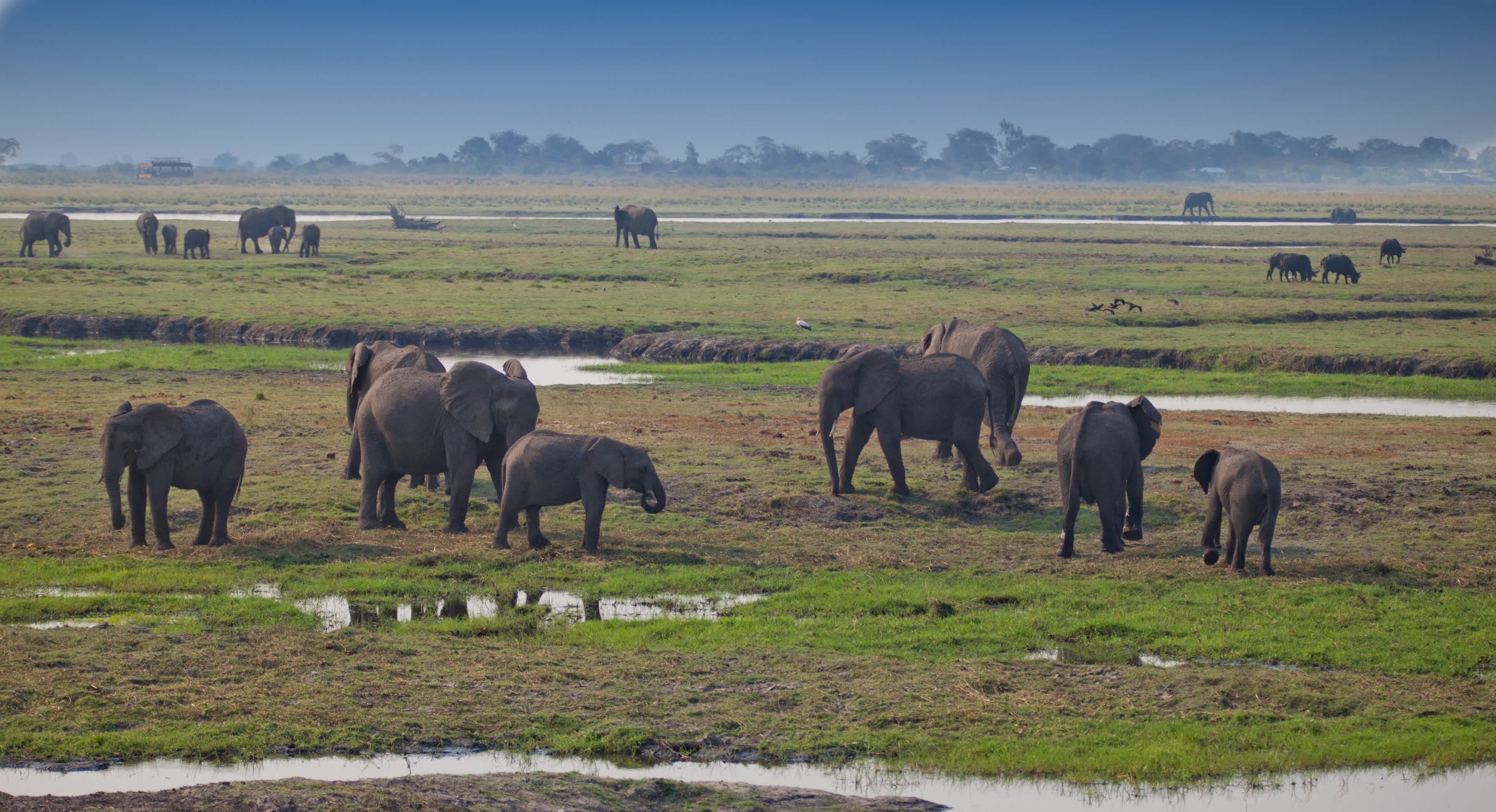 Elefanten grasen - Chobe-Nationalpark