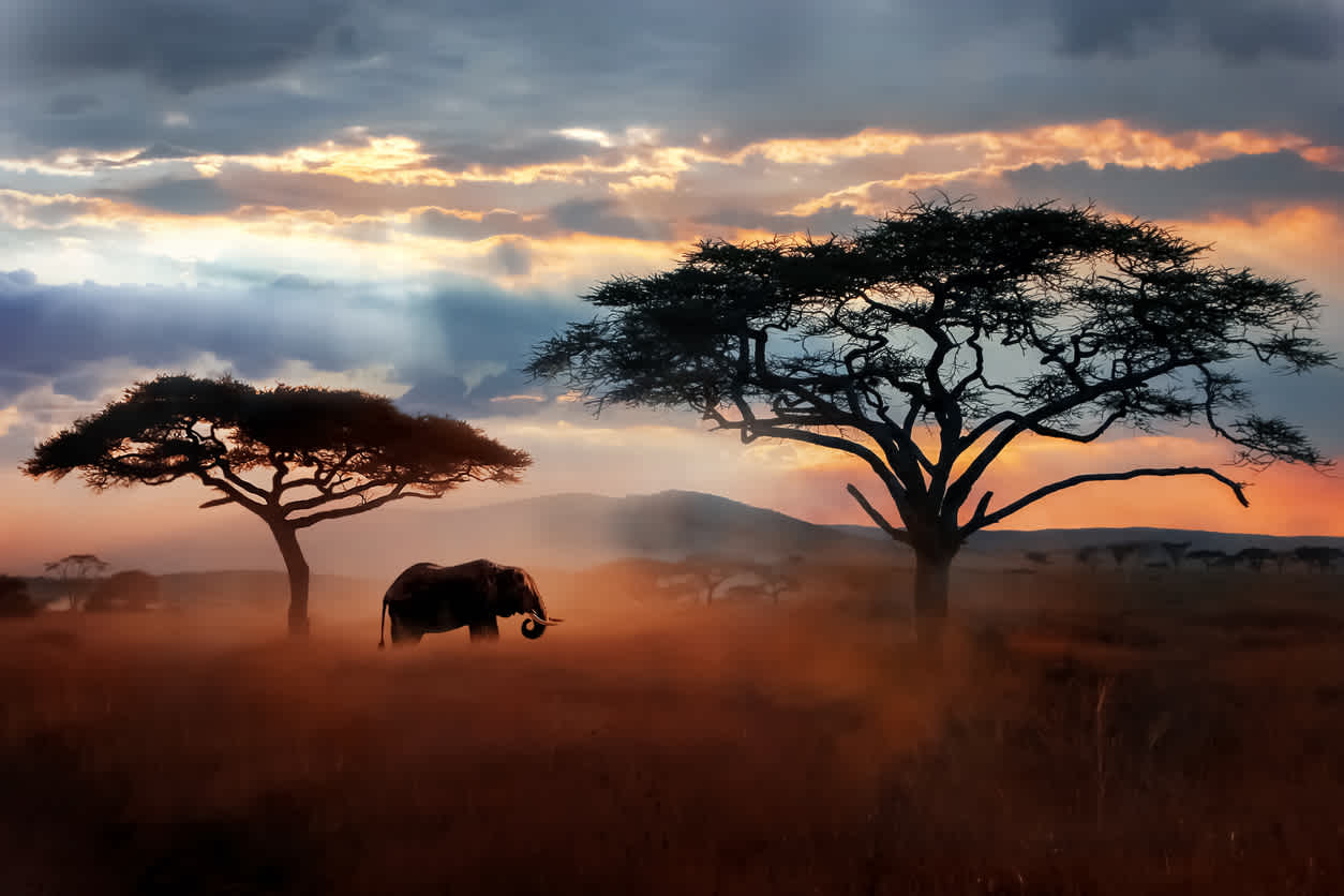 Observation d'un éléphant majestueux dans la savane au cours d'un safari au Serengeti en Tanzanie.