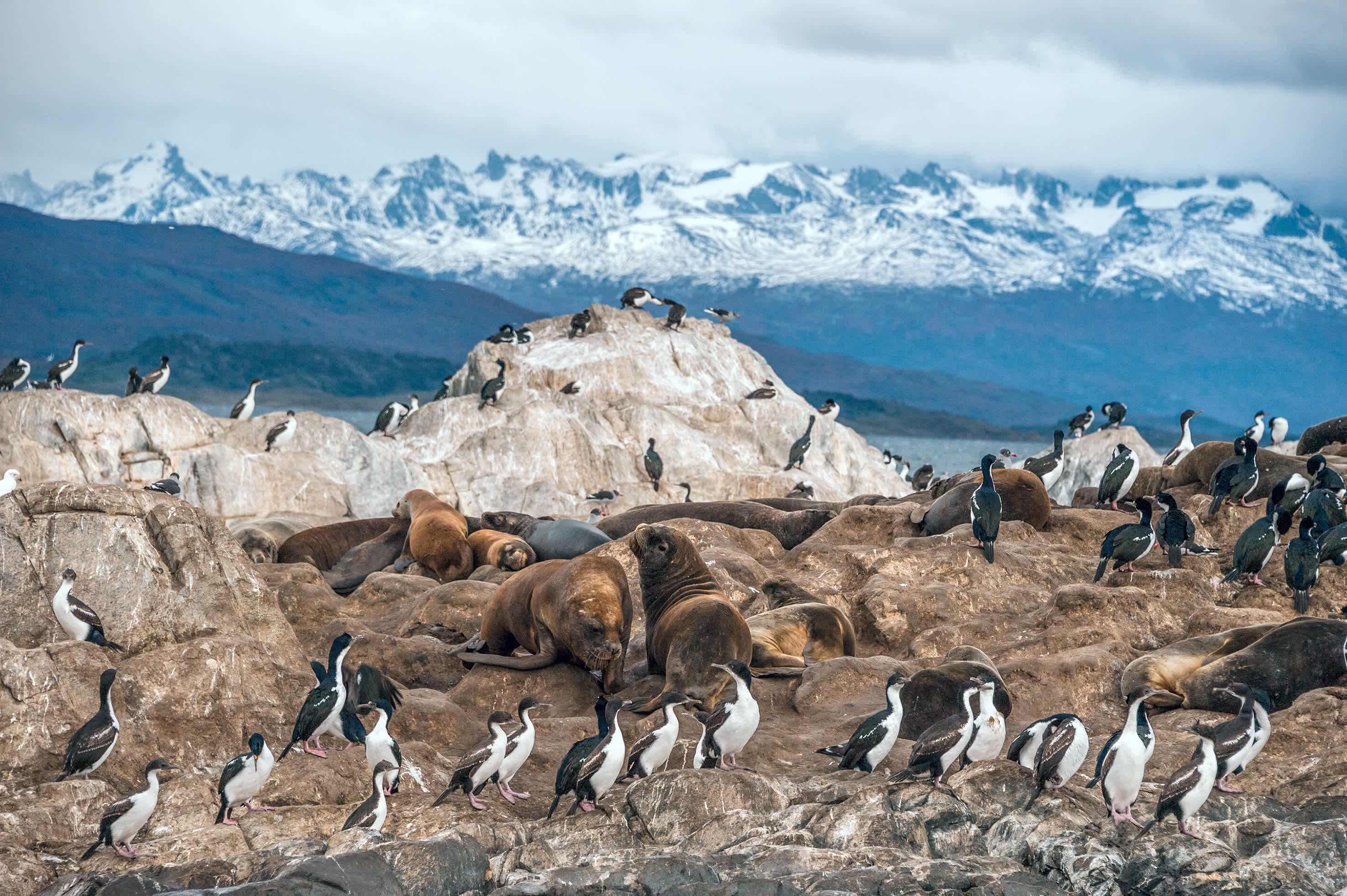 Aufnahme von Pinguinen und Seelöwen im Beagle-Kanal, Argentinien.