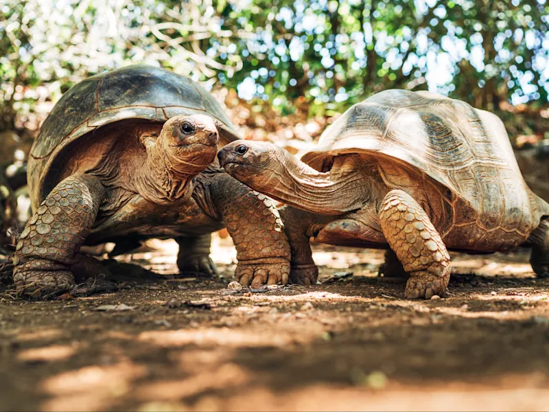 Rodrigues, Mauritius Zwei Riesenschildkröten berühren sanft ihre Köpfe im Schatten. Rodrigues, Mauritius.