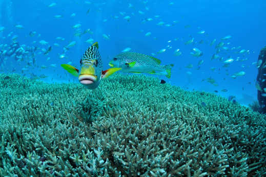 Sehen Sie die farbenfrohen Fische des Agincourt Reefs während Ihrer Reise zum Great Barrier Reef.