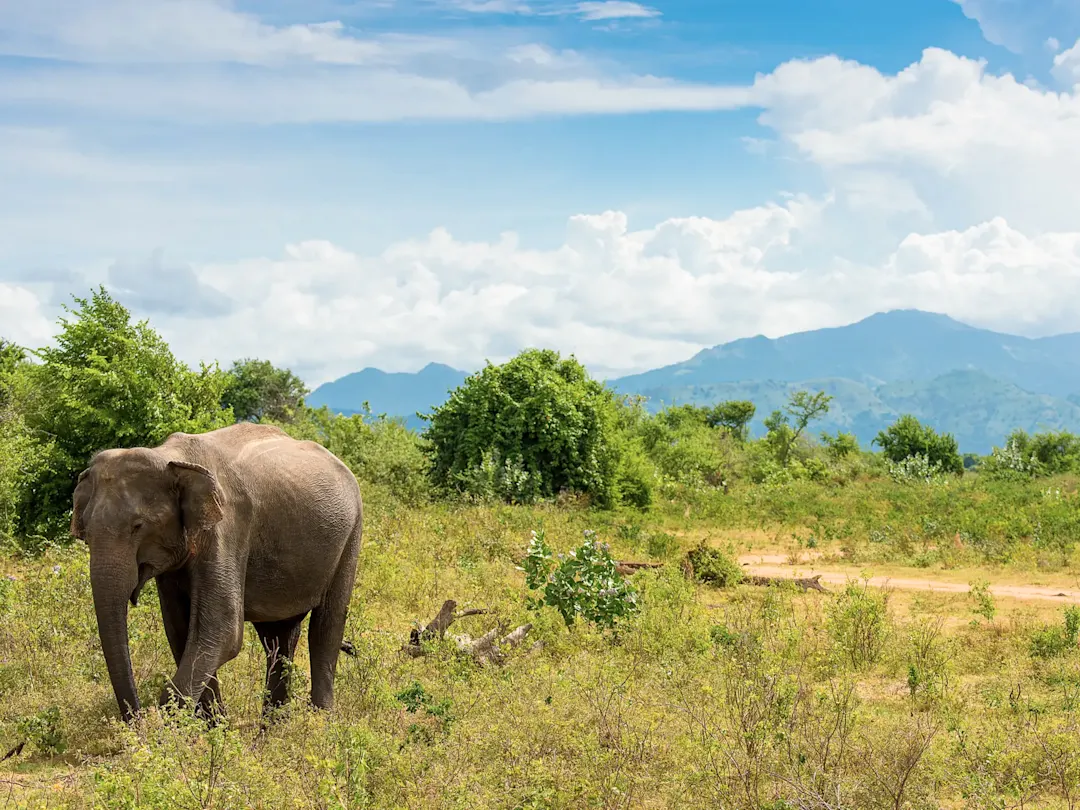 Sri Lanka, Sigiriya Asiatischer Elefant in einer Savannenlandschaft vor Felsenfestung. Sigiriya, Sri Lanka.