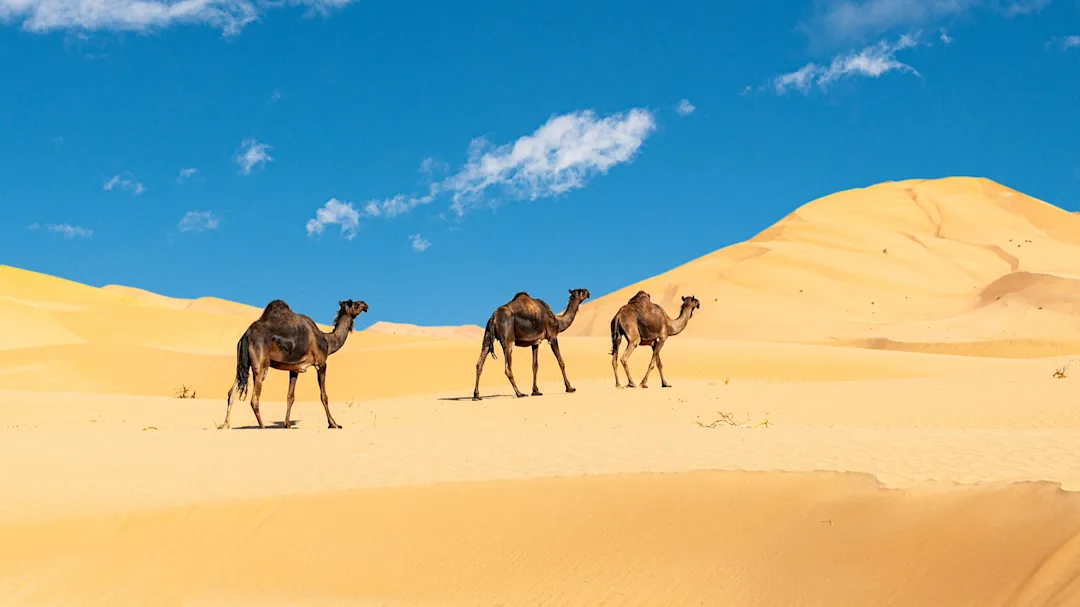 Séjour désert d'Oman sur 9 jours