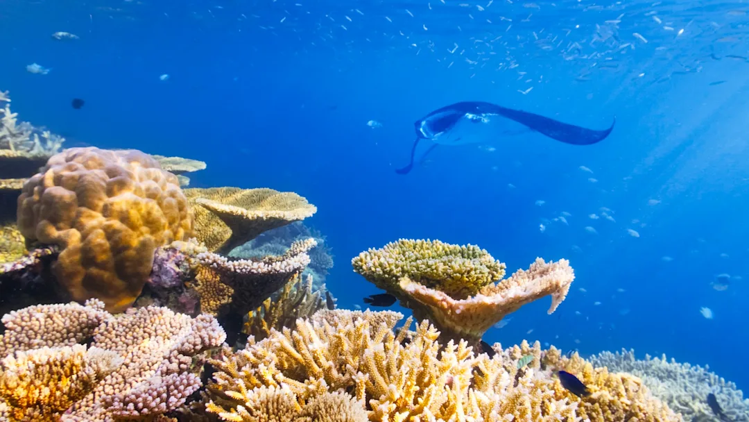 1 semaine aux Maldives à Lhaviyani Atoll