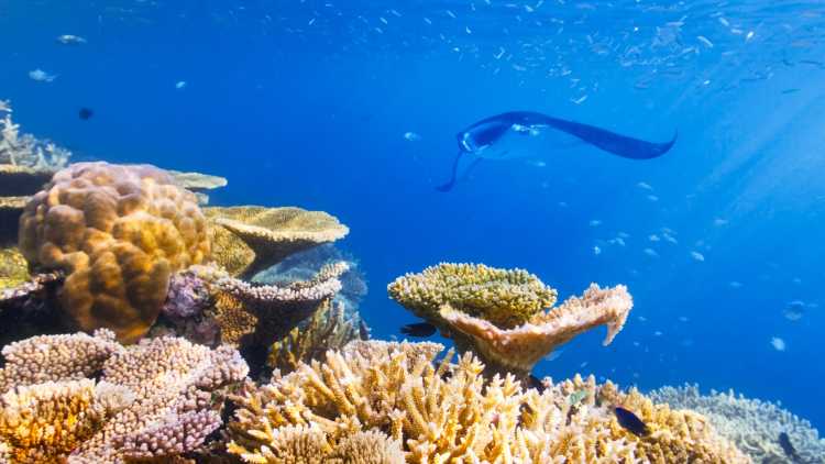 Korallen und ein Rochen - die Unterwasserwelt der Malediven beim Tauchen entdecken