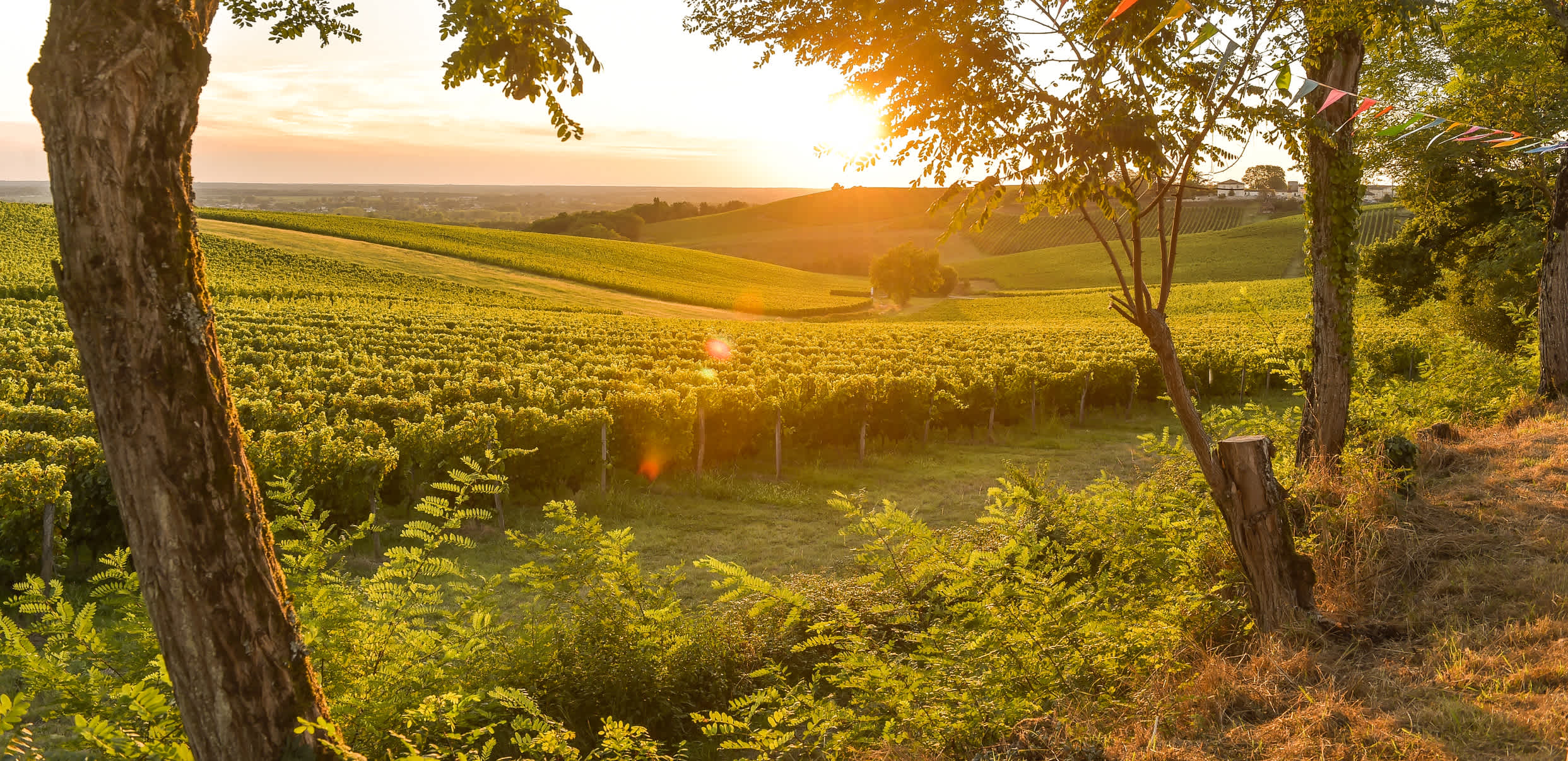 Coucher de soleil sur le vignoble bordelais en France.