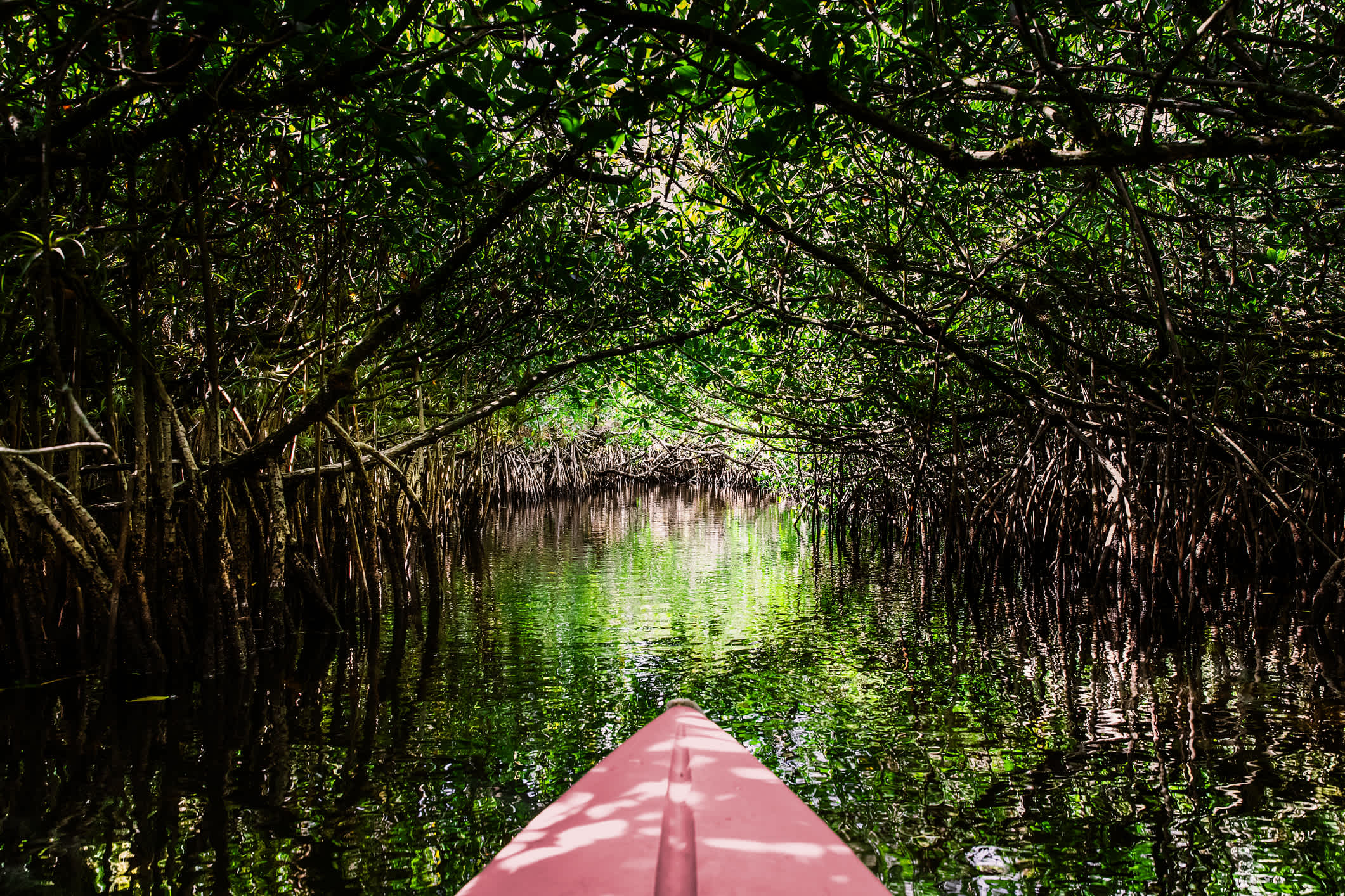 Eine Spitze des Kajaks auf dem Wasser im Everglades National Park, Florida, USA. 