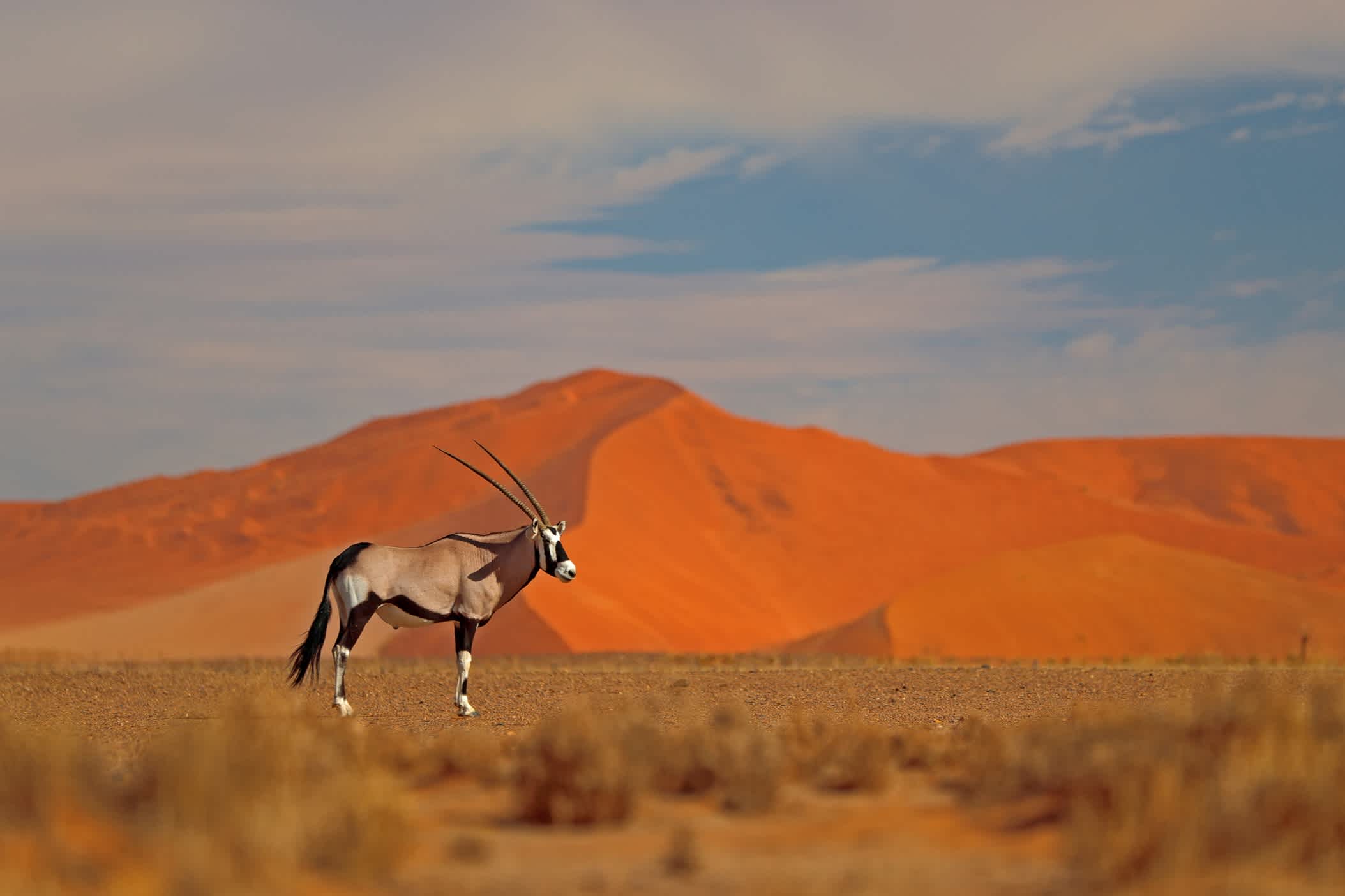 Antilope devant une dune de sable rouge