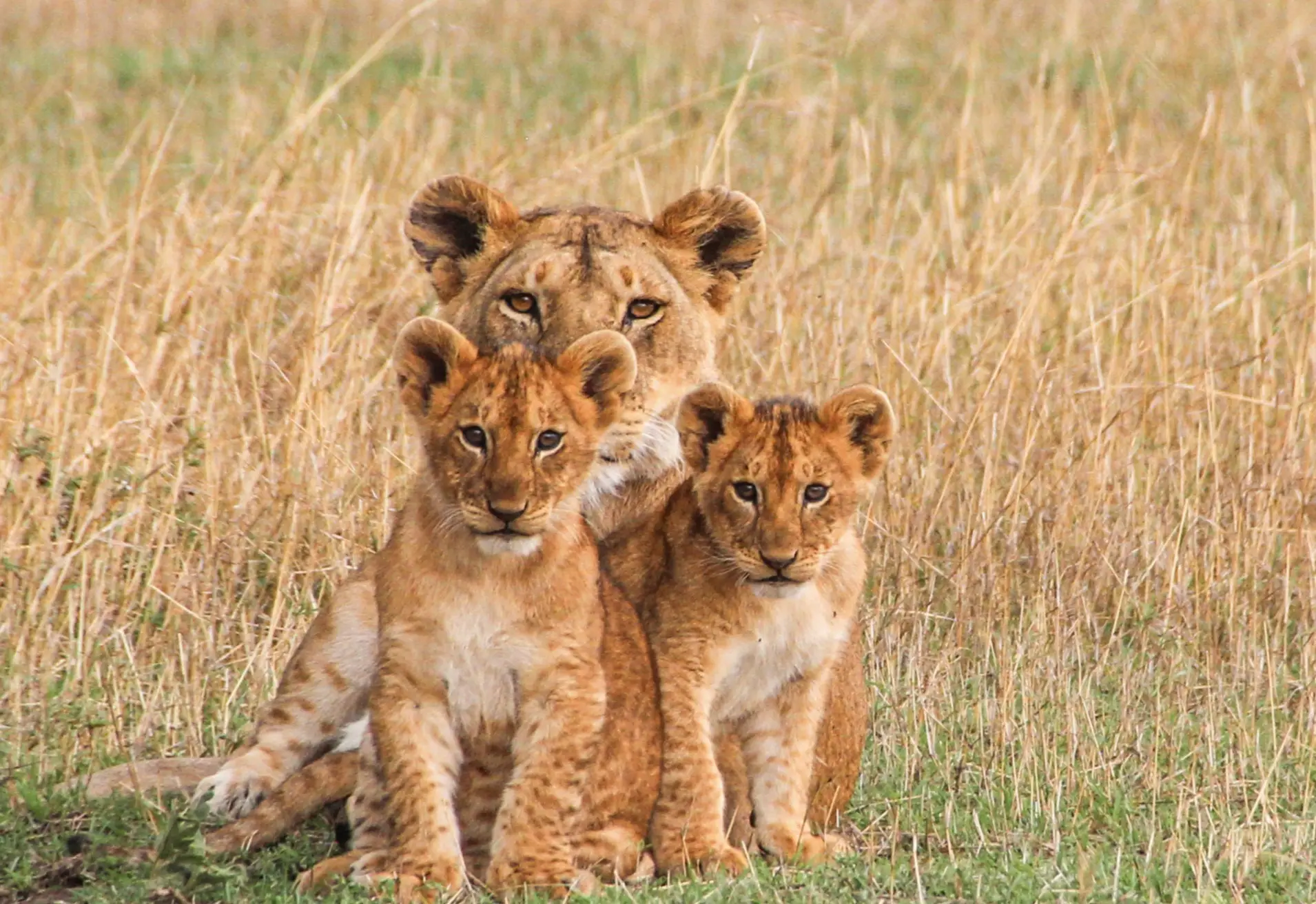 Löwin mit zwei Jungen im hohen Gras der Savanne. Serengeti, Tansania.