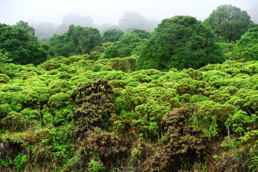 Santa Cruz Island Highlands in Galapagos Islands group, Ecuador. 