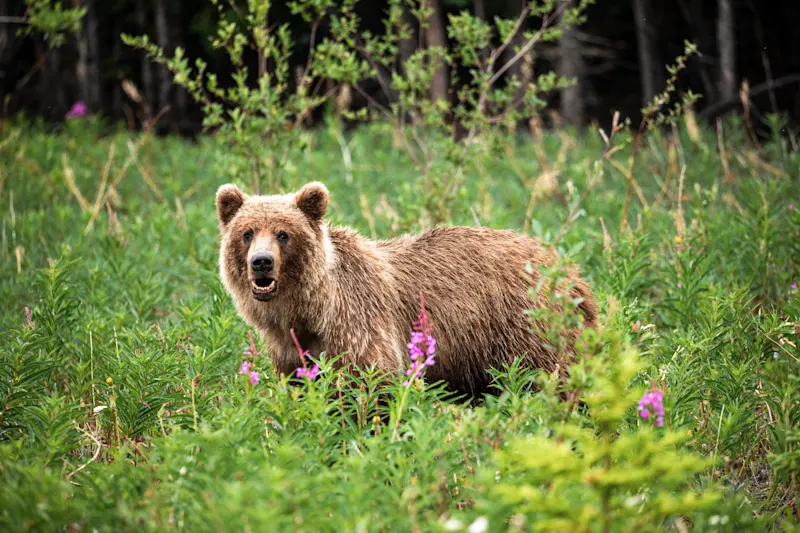 Yukon, Kanada Ein Bär in der Landschaft Yukons in Kanada.