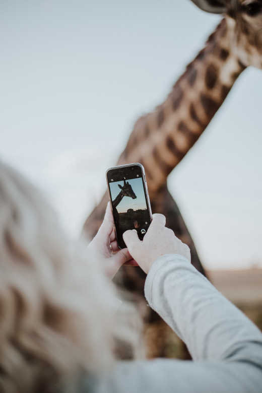 Voyageuse prenant une girafe en photo avec son téléphone portable en Afrique