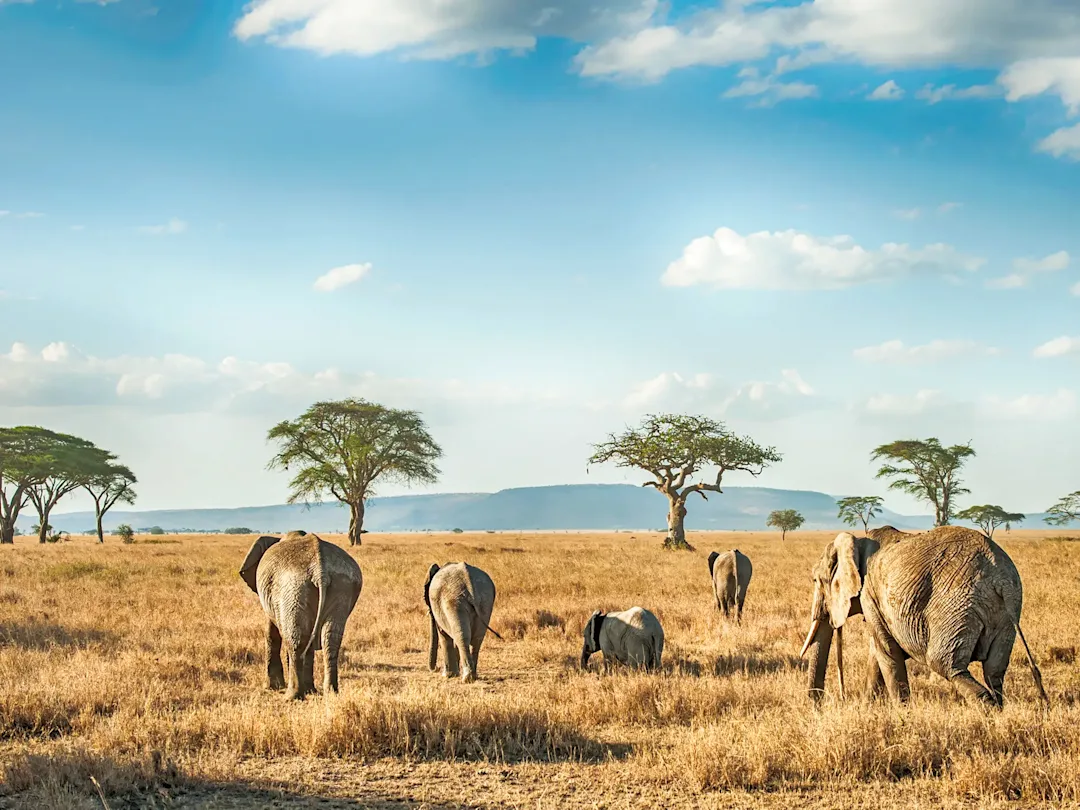 Safari en Tanzanie et Zanzibar en 12 jours