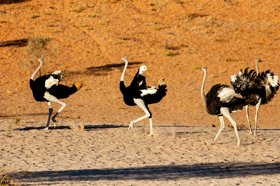 Kgalagadi Transfrontier Park, Namibia Straussen in der Wüste