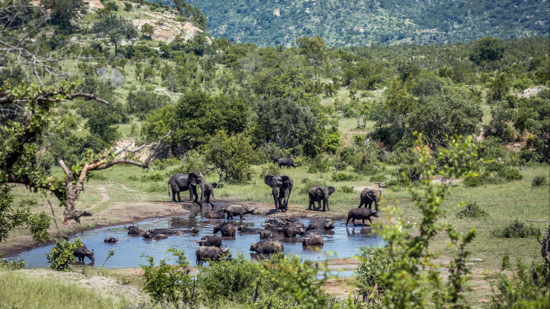 Afrikanischer Buschelefant im Kruger-Nationalpark, Südafrika


