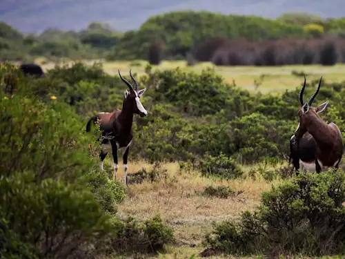 Voyage en Afrique du Sud.