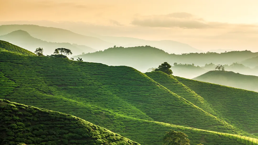 Grüne Teeplantagen in hügeliger Landschaft bei Sonnenaufgang. Cameron Highlands, Pahang, Malaysia.
