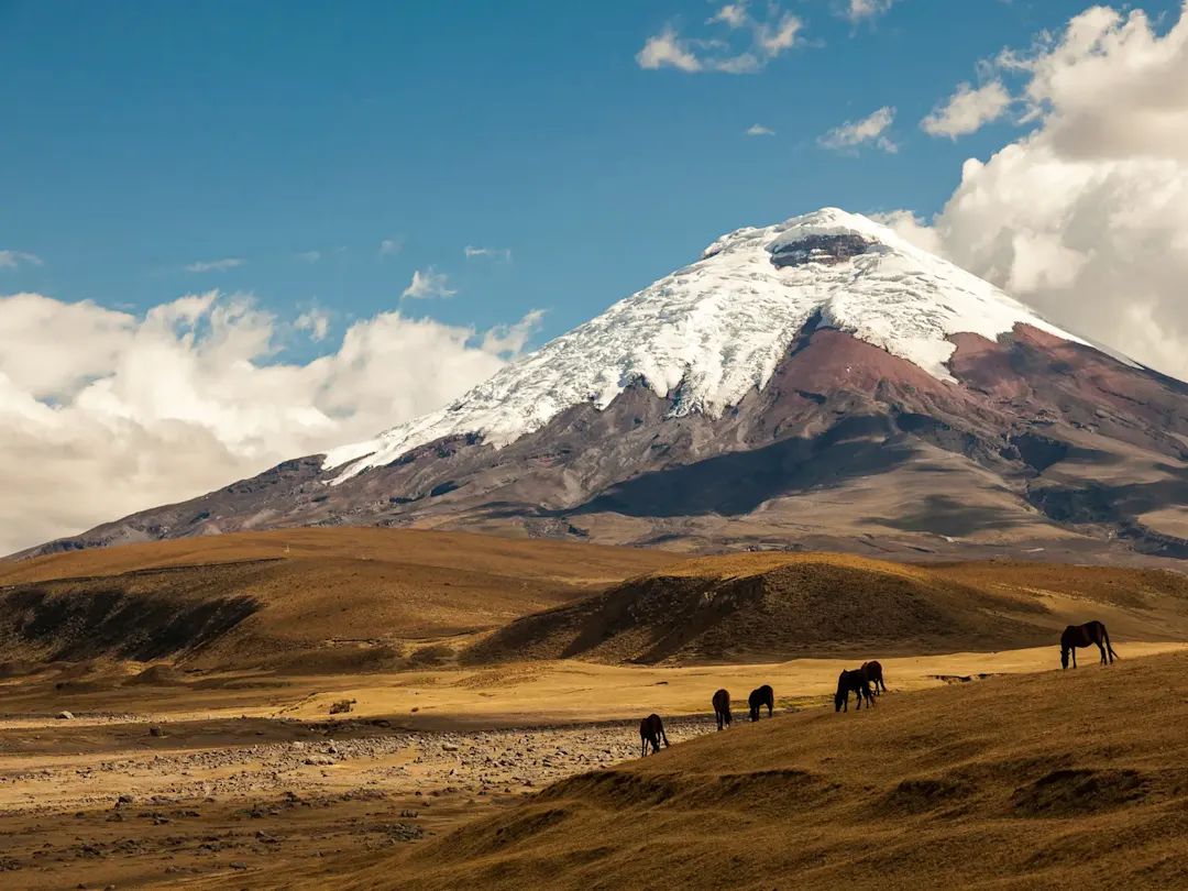 Pferde grasen vor dem schneebedeckten Vulkan Cotopaxi. Cotopaxi, Cotopaxi, Ecuador.
French: 