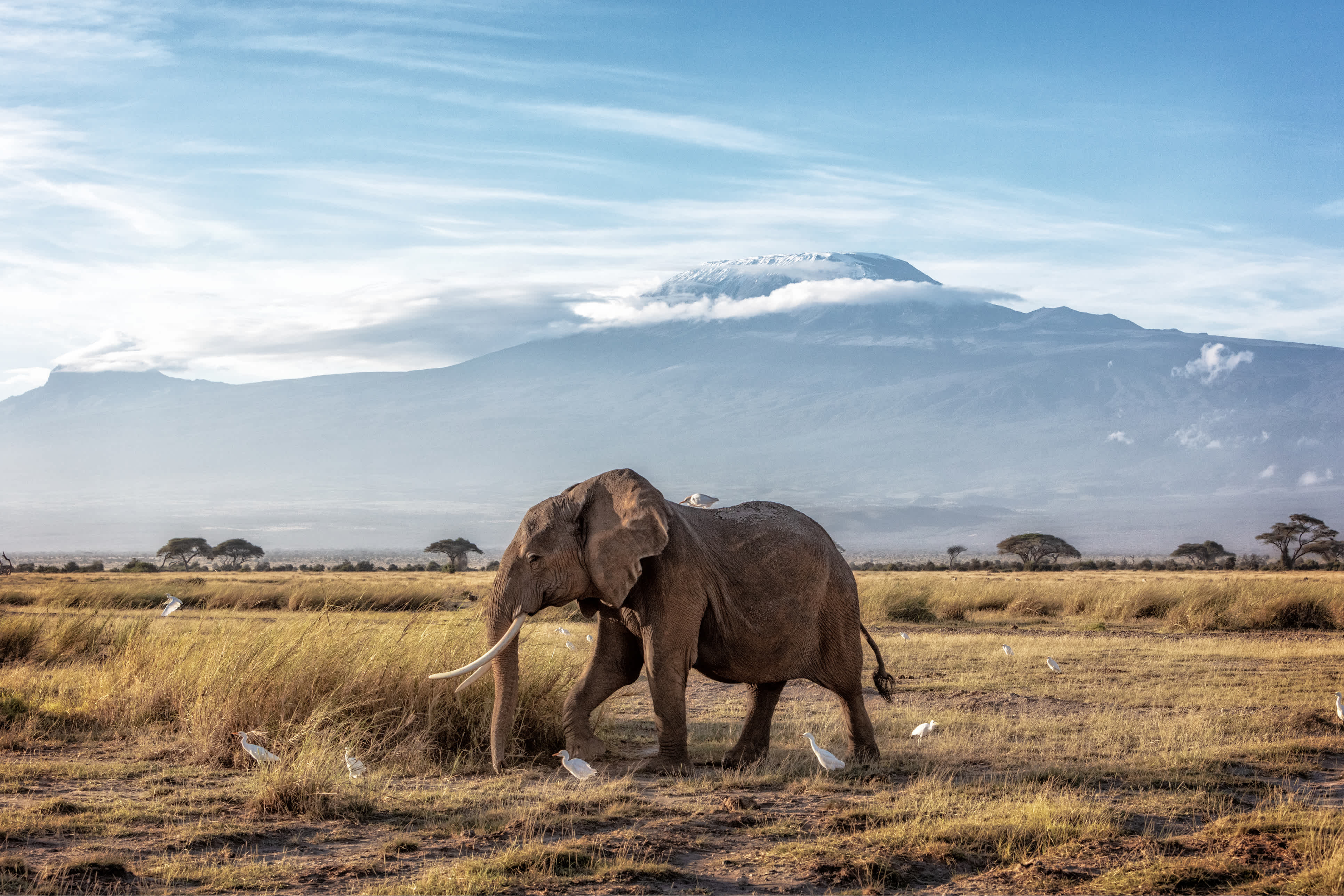 Éléphant d'Afrique dans la savane avec le Kilimandjaro en arrière-plan, parc national d'Amboseli, Kenya