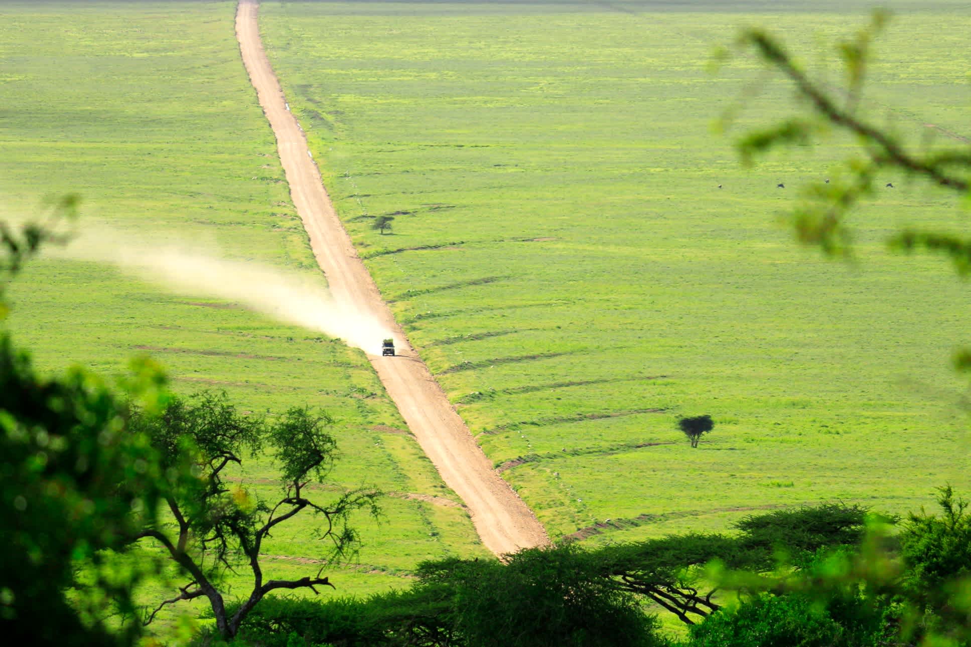 Straße Serengeti grüne Wiesen Staub Baum Wind Auto Natur-Landschaft 
