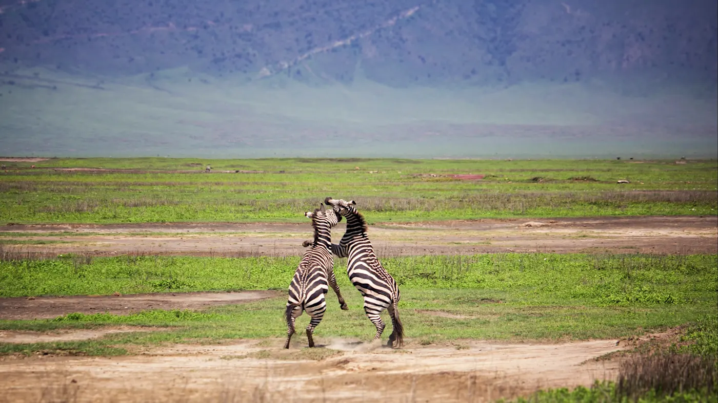 Tanga, Ngorongoro, Tansania Zwei Zebras kämpfen spielerisch auf einer grünen Savanne. Ngorongoro, Tansania.