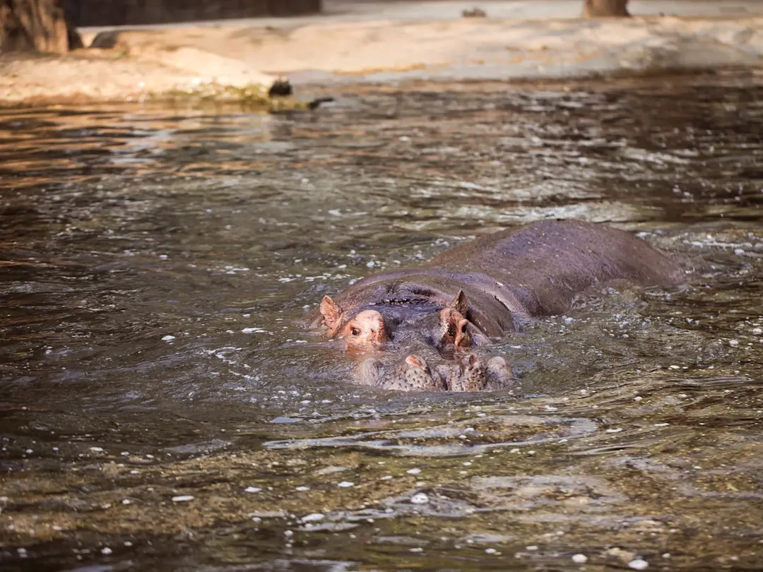 Flusspferdmutter mit ihrem Jungen im Wasser. Kapor, Kavango, Namibia.