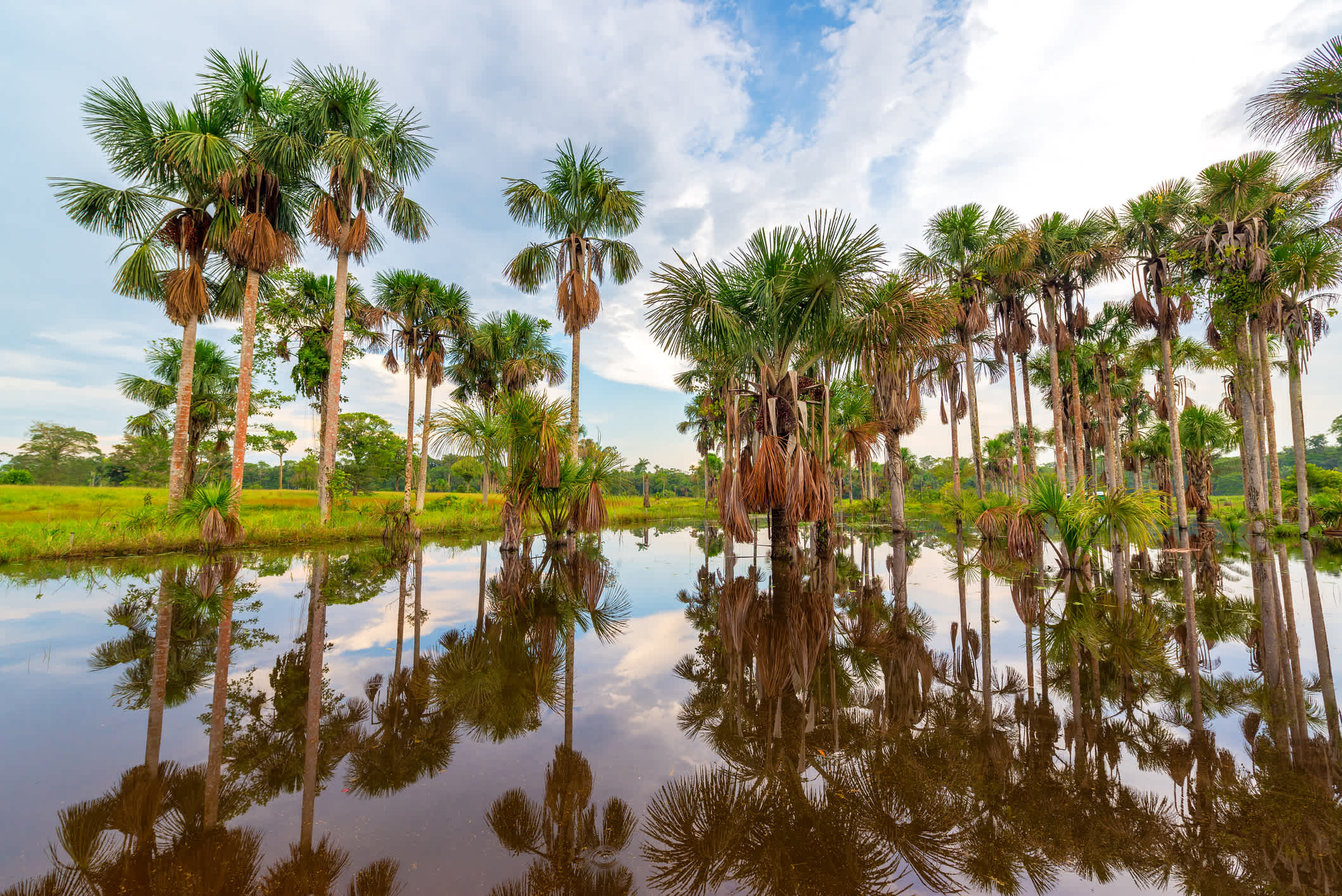 Palmenhain im Amazonas-Regenwald bei Leticia, Kolumbien.