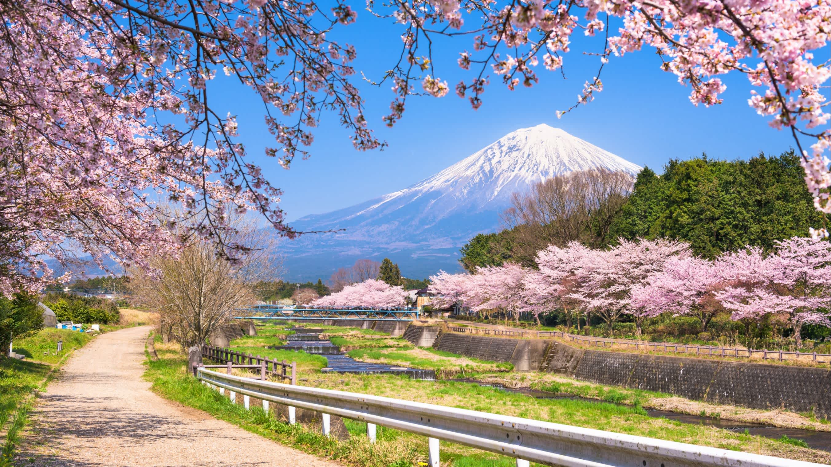 Blick auf den Mount Fuji in Japan bei der Kirschblüte
