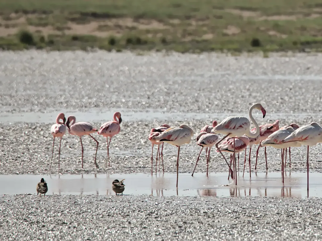 Namibia, Etosha-Nationalpark, Flamingos Gruppe von Flamingos steht im flachen Wasser einer Salzpfanne. Etosha-Nationalpark, Namibia.