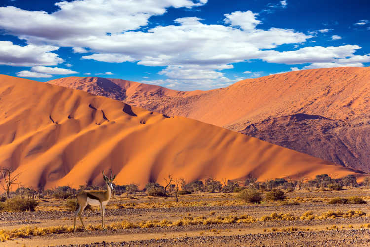 Antilope Impala in der Namib-Wüste bei Sonnenuntergang.