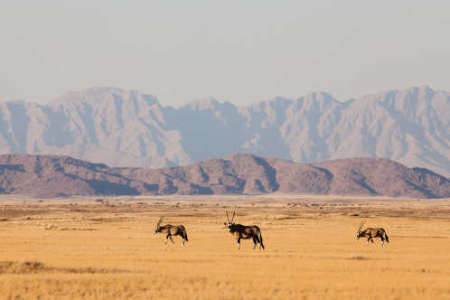 Oryx dans le parc du Namib-Naukluft en Namibie, Afrique
